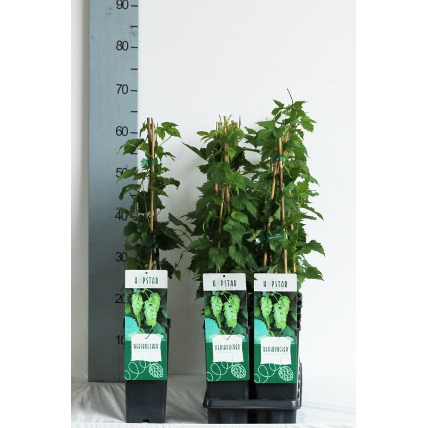 Humle – Humulus lupulus 'Hersbrucker' - C2 50-60 CM 3 Stick